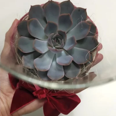 Echeveria Natalícia