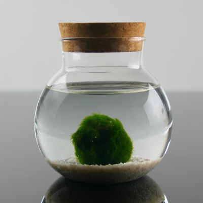 Marimo Moss 1