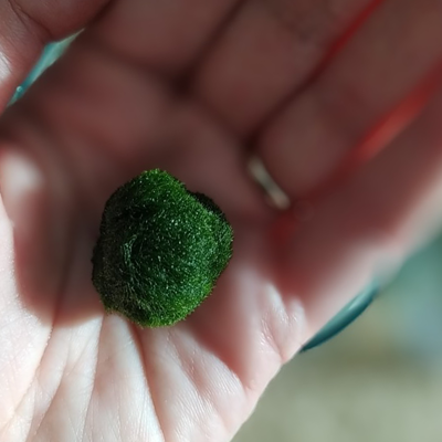 Marimo +/- 3cm