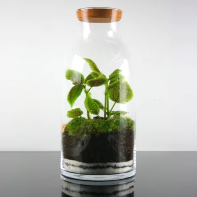 Terrário "Oliveira"